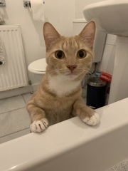 What is your favourite colour of cat ?