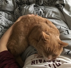 Thug Cat part 2. What, has this thing appeared again tonight?