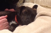 Whose dog is the cutest?