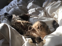 Posting here for traffic ... cat euthanasia
