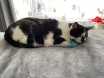 Mollies Mice. Best cat toys ever!