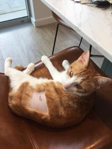 Help with recommended cat equipment please - I need everything, fast!
