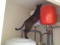 How high can you go? Picture fun!