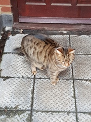 Thug Cat part 2. What, has this thing appeared again tonight?