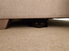 Thug Cat part 2. What, has this thing appeared again tonight?