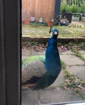 Are these birds taking the piss?