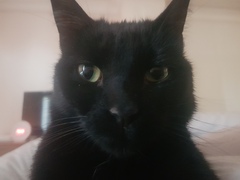 What is your favourite colour of cat ?