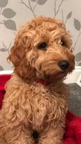 Going to look at a cockerpoo puppy this morning