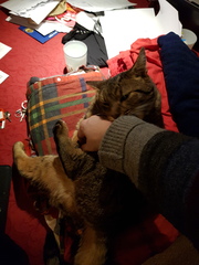 Thug Cat part 2. What, has this thing appeared again tonight?