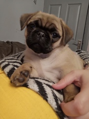 What breed/breeds, crossbreed is this dog?