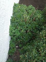 Plant ID please