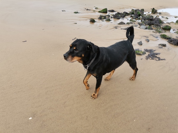 RIP my beautiful girl..