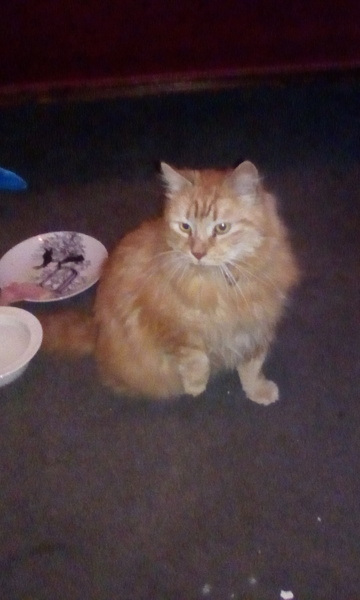 Cat chat - The Ollie and Paws show, with extra Little K drama