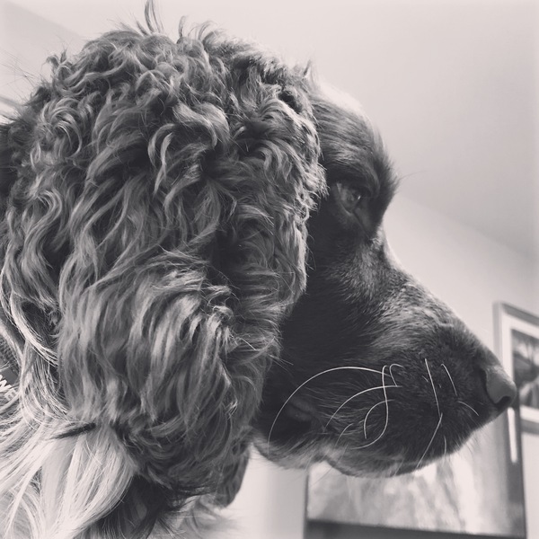 Whose dog is the cutest?