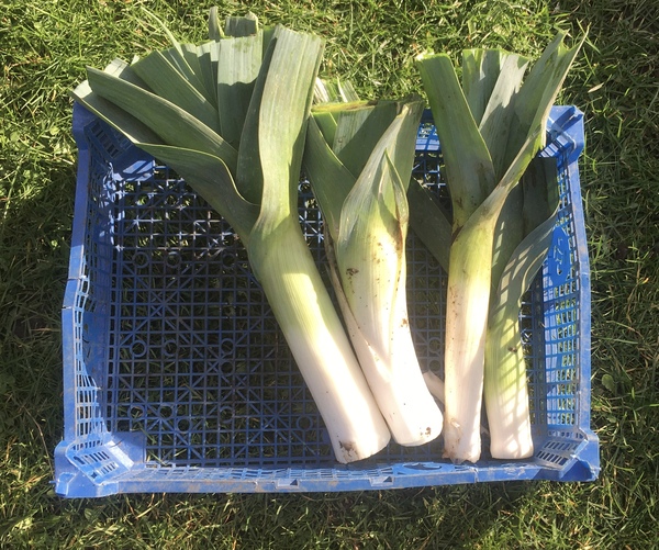 Allotment/Veg Patch Thread 15 - will winter ever end?