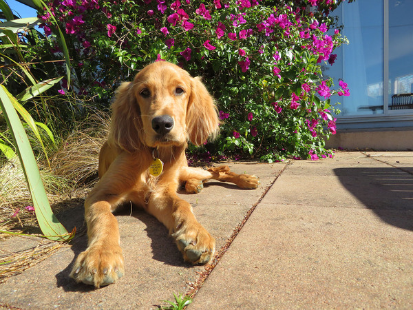 please tell me it gets easier - new puppy