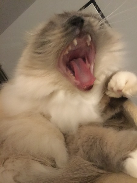 I’ve just asked my cat
