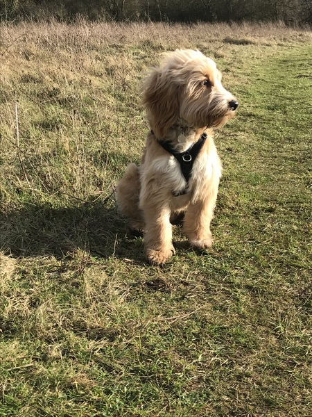 Whose dog is the cutest?