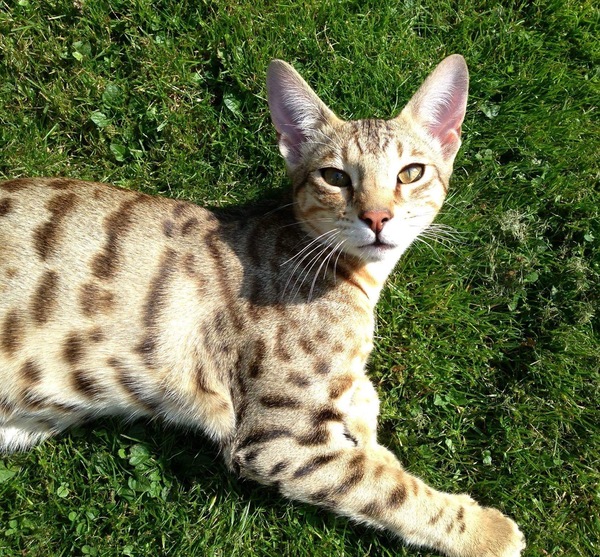 Show Us Your Pets!