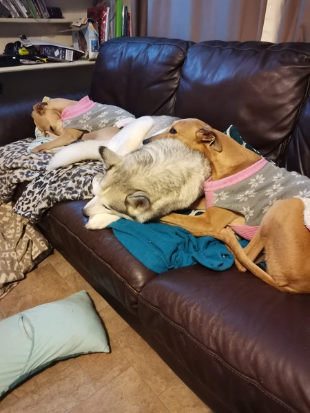 Dogs on the sofa