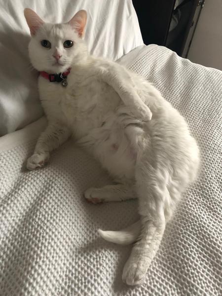 White cats - can I please see yours