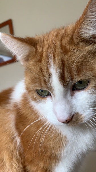 Show your cat photos