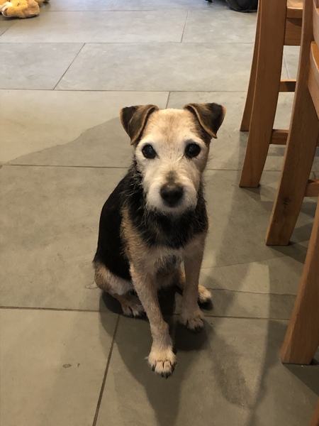 Show Us Your Pets!