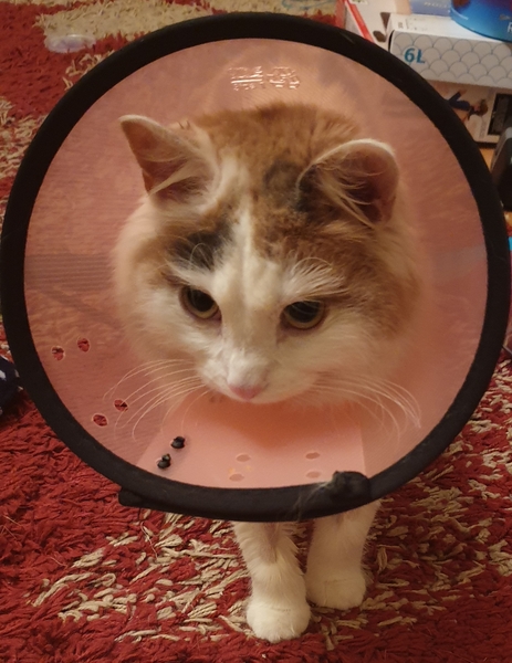 A cat has been on doorstep for over 3 hours crying.