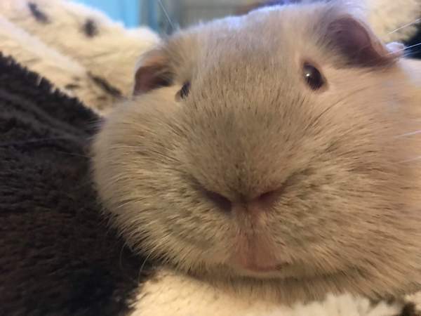 Let’s share photos of our beloved pets!!