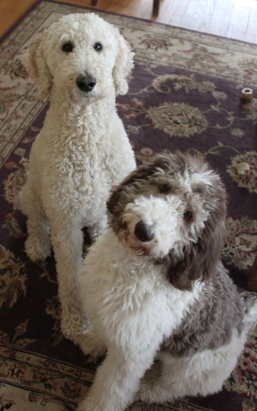 Buying a cockapoo