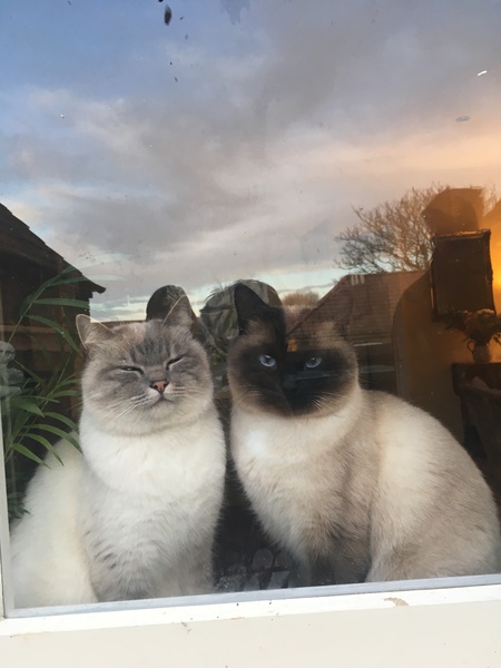 Show your cat photos