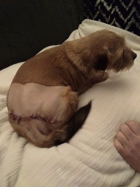 To think he isn’t ‘just’ an animal?
