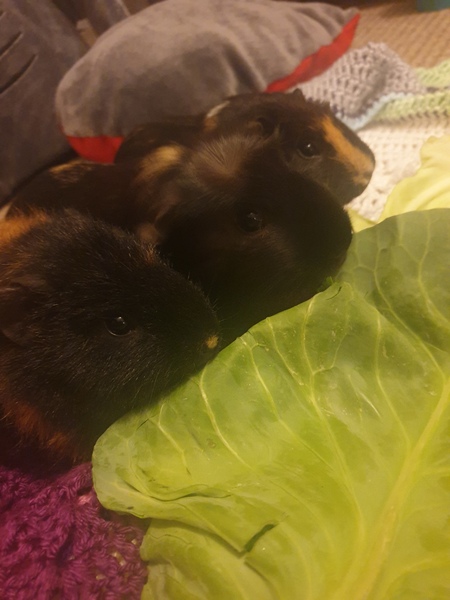 Adopted 3 guinea pigs advice on pregnancy