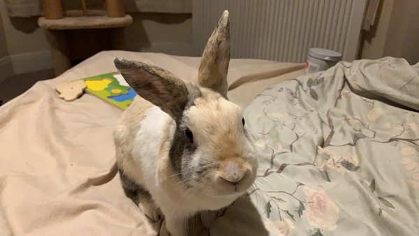 Show me your bunnies-I need cheering up!