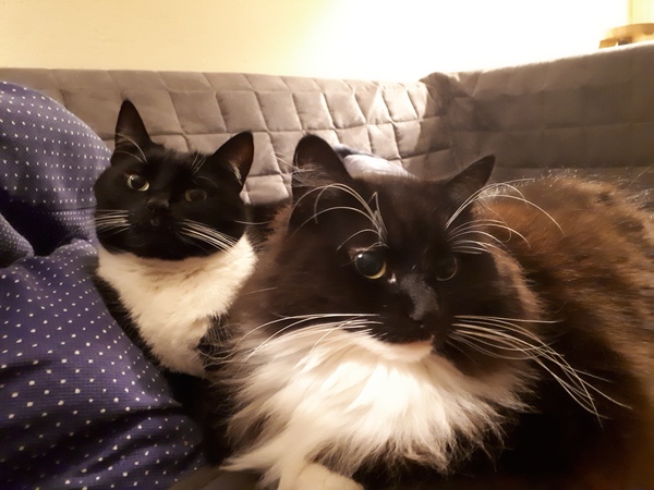Show Us Your Pets!