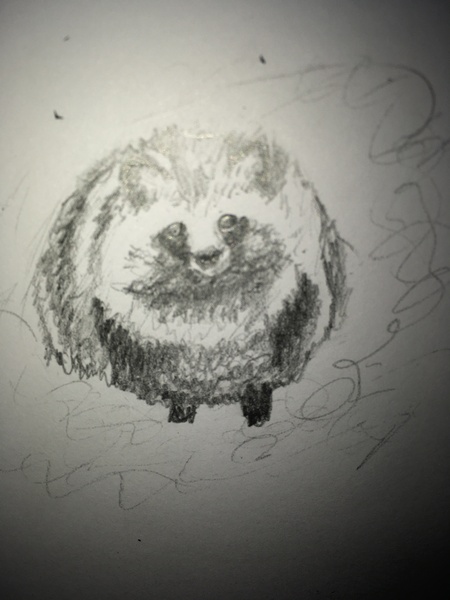 Can you please help me work out what animal I just saw