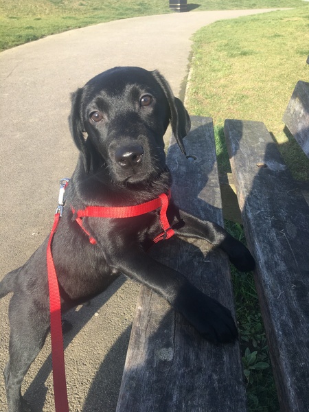 Let’s share photos of our beloved pets!!