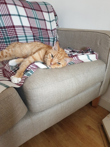 My 16yo cat is not smelling too great these days