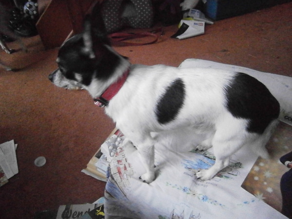 My new chihuahua with pics
