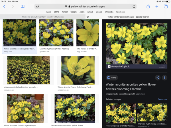 Memorial plant/flower for 1 March?