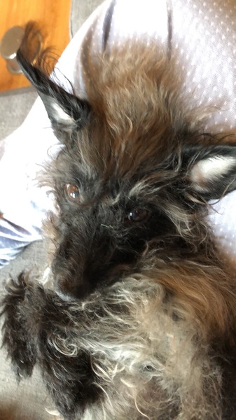 Dogs on the sofa