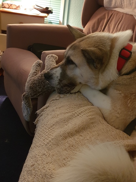 Dogs on the sofa
