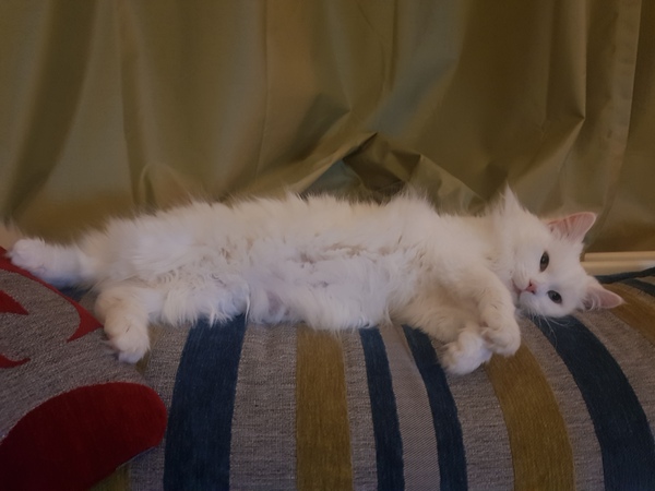 White cats - can I please see yours