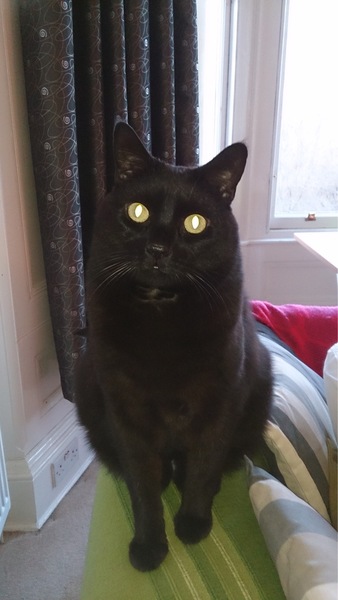 Show Us Your Pets!