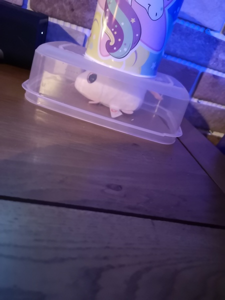 To think 4 year olds are fucking hard work