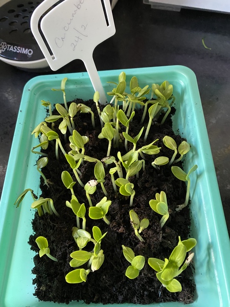 Very fast growing cucumber seeds