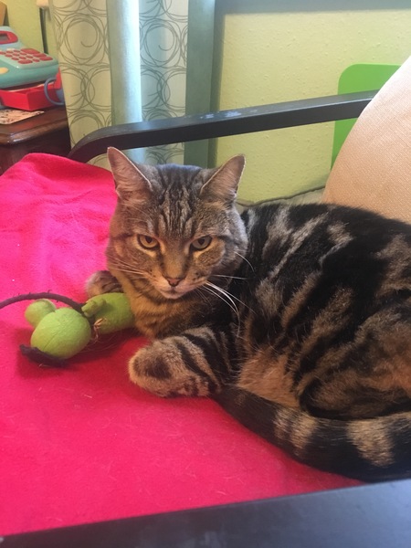 Stupid things you say to/or about the cat.