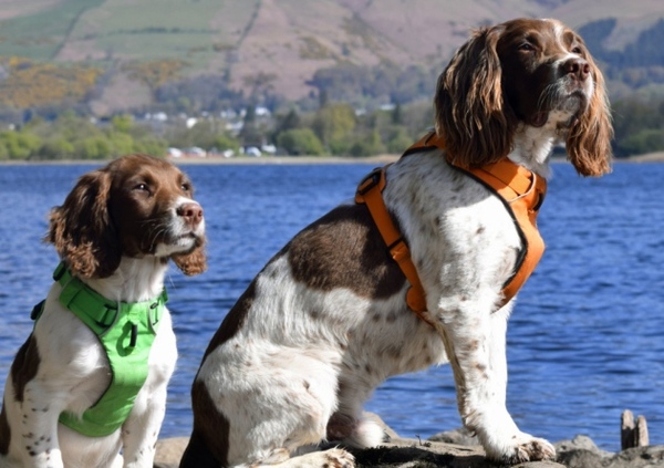 To be wary of moving next to a holiday cottage?