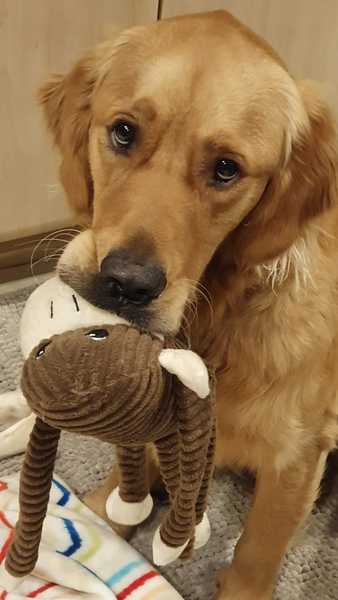 Cockapoo or Golden Retriever?