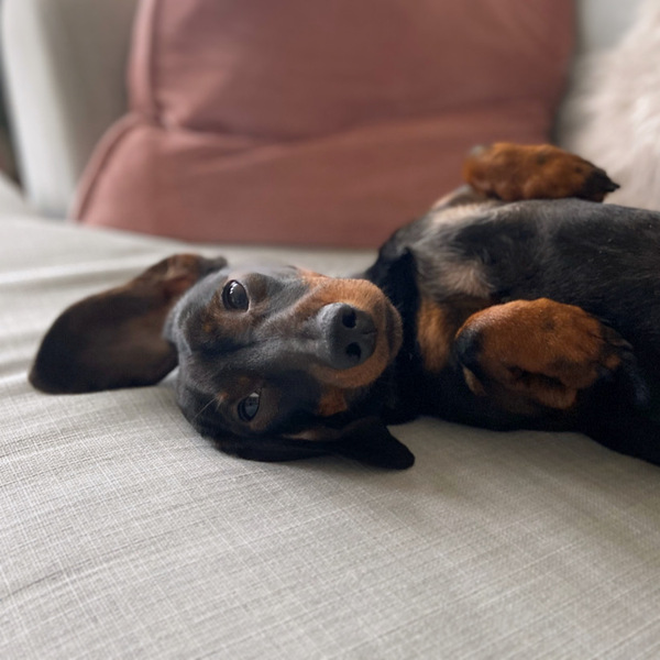 My dog hates the rain. Anyone else’s?